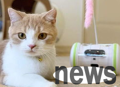 How to make cats integrate into your life and make your life occupied by cats!