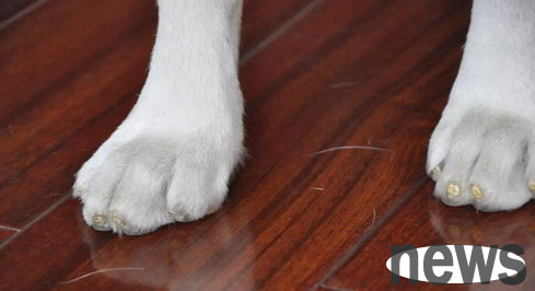 How to cut blood lines and the operation process of a dog?