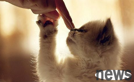 Should cats be trained from childhood? Cat training skills!