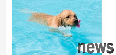 Use pet spa correctly to protect pet health