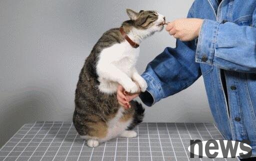 When can cats be trained to achieve the best results? Make cats well-behaved and clingy!