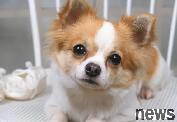 Can dog heart protection prevent heartworms? Come and find out