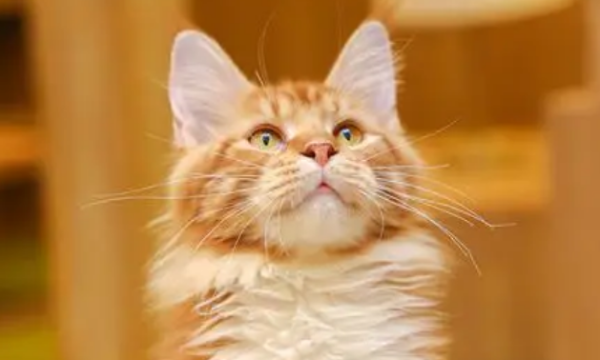 There are many misconceptions that often appear in cat training. Let’s see how many more you have won this time?