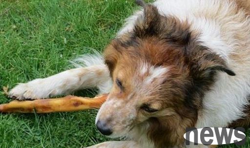 A dog s appetite increases greatly not just to grow up, it may be in a state of illness!