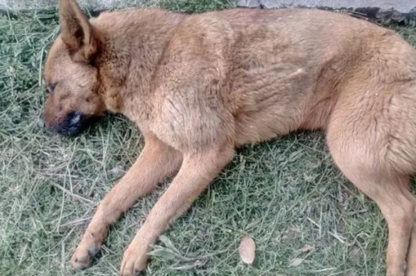 The horrible mortality rate of canine distemper?