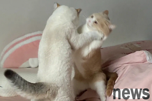 What should I do if I encounter cats often fight?