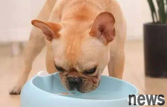 There are many hidden dangers in summer. How can you help your dog spend it healthily and happily?