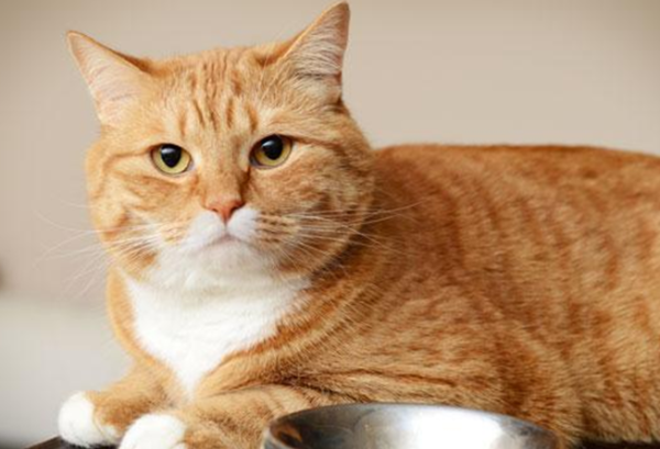 What to do if cats have bleeding gums? Treatment for cats with gingivitis!