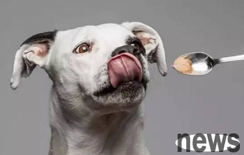 What can’t dogs eat during pregnancy? Precautions for dog pregnancy