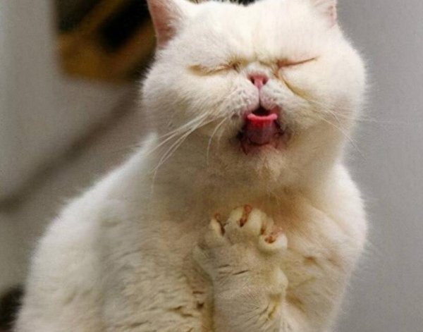 What if your cat vomits brown liquid? Cat vomiting may be caused by illness or food allergies