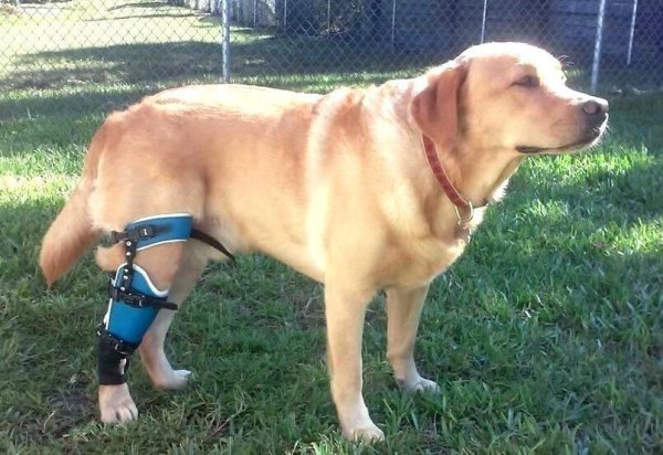 What is patellar dislocation in dogs? How should it be treated!