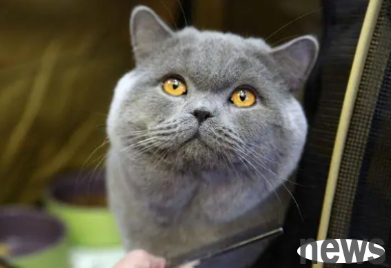 If a cat has ascites, does it have a cat s abdomen transmission?