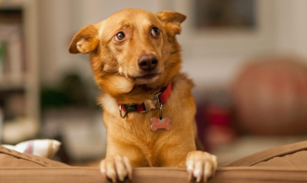 How to take care of a dog when he is sick