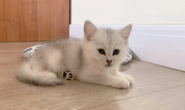 These symptoms may be lower urinary tract infection in the cat!