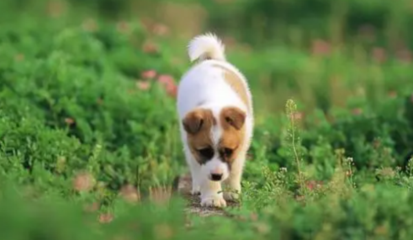 What is the reason for the color fading of dog nipples? Look at this!