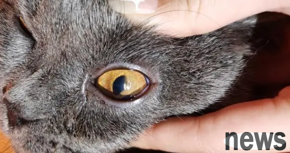 What to do if a cat has keratitis? Read this article is enough!