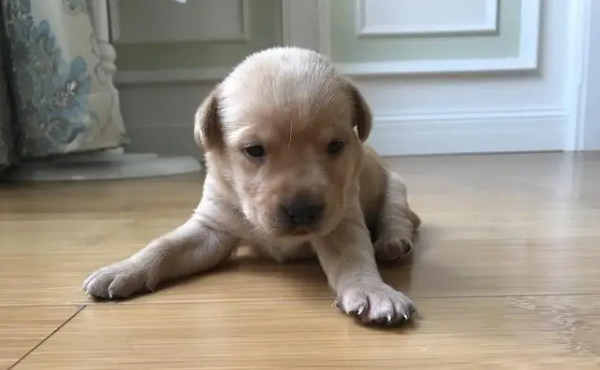 What is dog mites infection? Prevention and treatment of dog mites