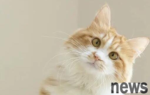 How does cat plague cause? Only by knowing the root of the art can you better prevent it! (Cause of cat plague)