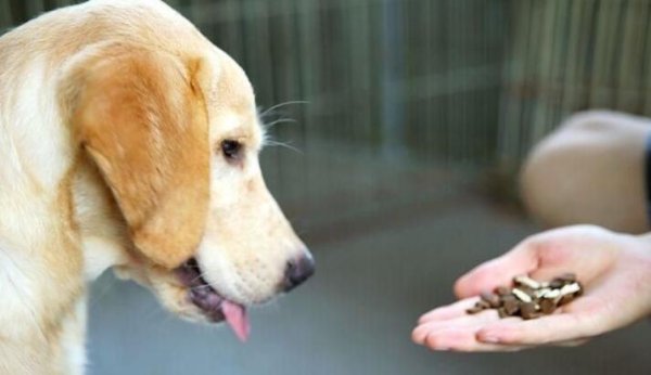 How to avoid ticks kill dogs and how to deworm them