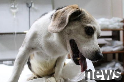 How to control the weight gain of dogs after sterilization surgery?