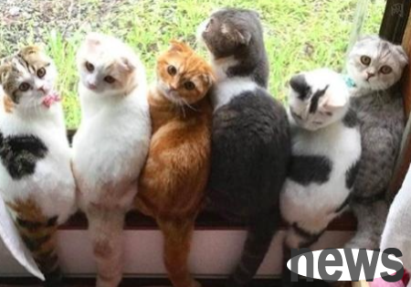 The cute cat is actually color blind! So what s wrong with color blindness?