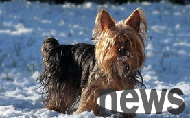 What should I pay attention to when raising a dog outdoors?