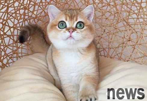 What does a cat have a cheek? When will the cat start to slim cheeks?