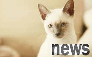 What are the symptoms and prevention methods of infectious cat viral rhintracheitis? Come and have a look