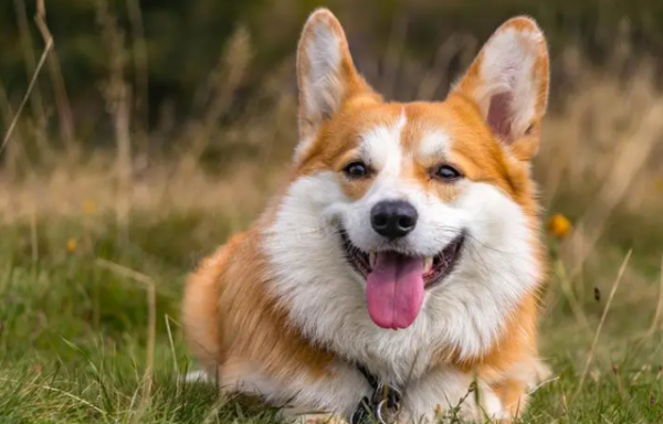 Canine parvovirus introduction, come and have a look