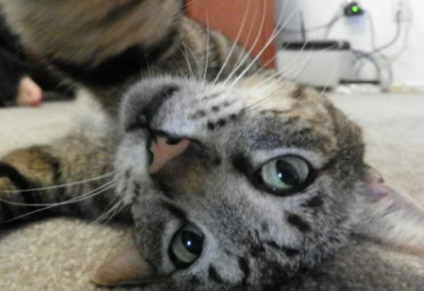 Can cats understand their photos? Let’s take a look today!