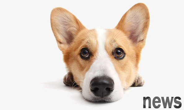 Symptoms and treatment of rhinitis in dogs, how to treat acute rhinitis in dogs?
