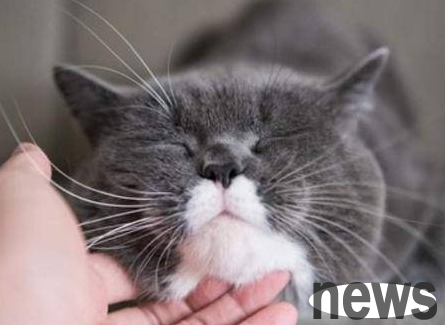 What to do if the cat is not well-equipped? The solution to the cat is not well-equipped