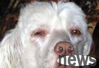 What to do if a dog has diabetes? What are the symptoms of diabetes in dogs?