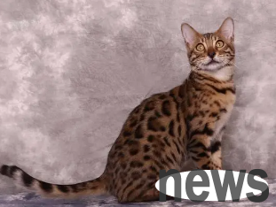 How big can a Bengal ocelot cat grow? Look here ~