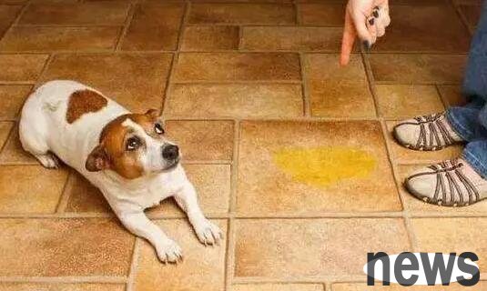 How to prevent dogs from urinating or defecating anywhere?