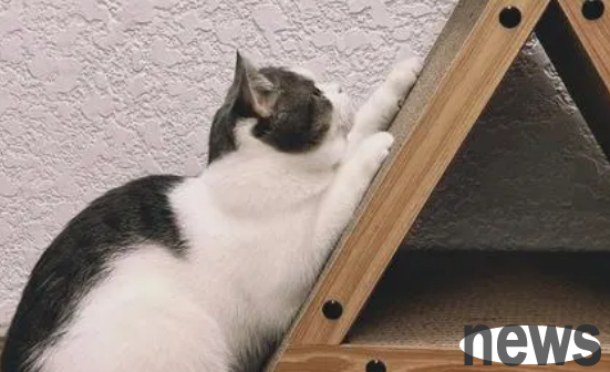 Why do cats need to use cats to scratch the board? What is the function of cat scratching the board?