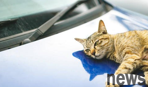 How to prevent cats from climbing into the hood? The master should pay attention to it