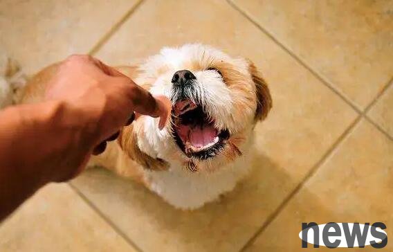 Highly recommended: How to train dogs to avoid eating stranger food