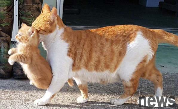 Will it hurt if a big cat holds a kitten? Please rest assured by the shoveler
