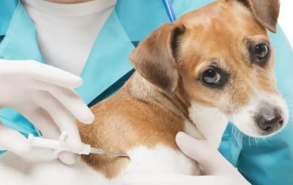 How much does it cost to get vaccinated from dogs? Dog vaccination procedures