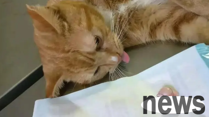 This article explains in detail why cats get fat after sterilization?