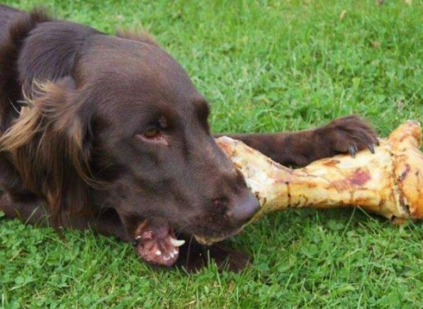 What should I do if my puppy gets stuck after eating bones?