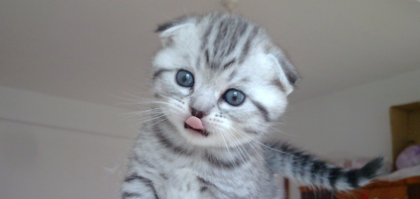 Don’t keep the following 5 kinds of cats, the following reasons