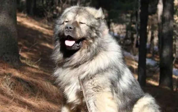 Ranking of combat power of mastiff dogs