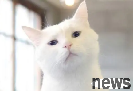 What should I do if a cat is picky about food and doesn’t eat? This article answers you