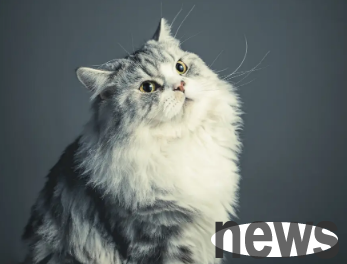 Why do cats eat so much? If you don’t know, come and have a look!