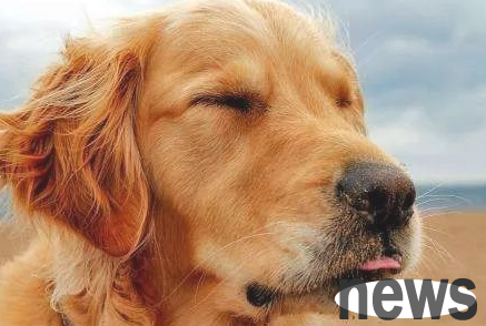 Golden Retriever saliva! What is the key reason for its high saliva?