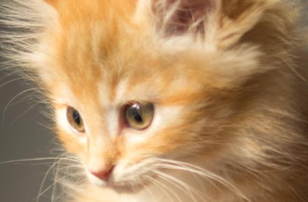 How long does it take for a kitten to cut his nails? Feeding instructions ~