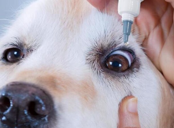 What are the causes and treatments for dog tears?