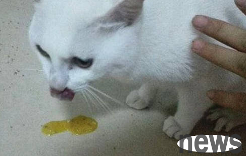 What s wrong with cats spitting water? This article tells you the answer